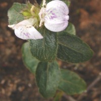 Rostellularia latispica (C.B.Clarke) Bremek.